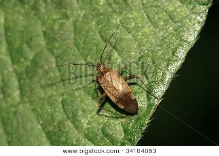 Stinkbug