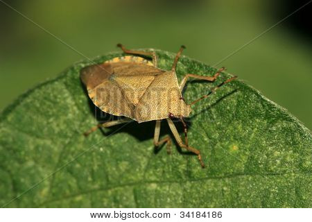 Stinkbug