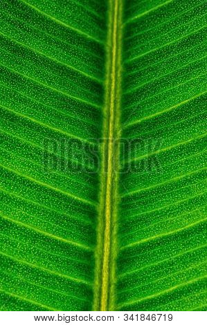 Close Up Of Detail Line On Green Sheets Of Elastic Ficus For Texture Background. Vertical Format.