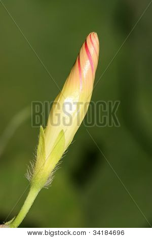 Blomster