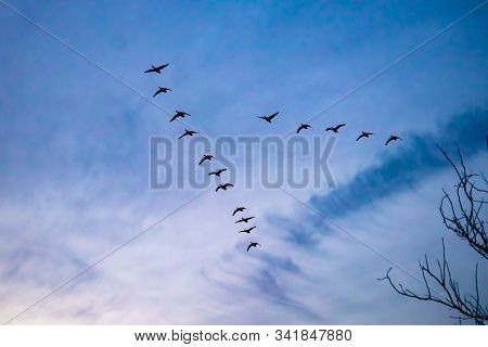 Migrating Canada Geese Cross The Sky In A 'v'