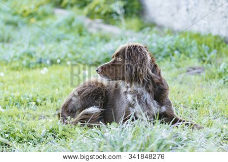 Close-up Of A Brown Dog Of The Munsterlander Breed With Carry Background.close-up Of A Brown Dog Of 