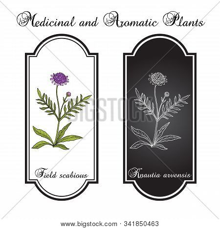 Field Scabious Knautia Arvensis , Medicinal Plant. Hand Drawn Botanical Vector Illustration