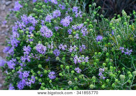Mediterrenean Thyme Also Known As Thymbra Capitata. Spicy Flavoring For Meal. Aromatic Seasoning Coo