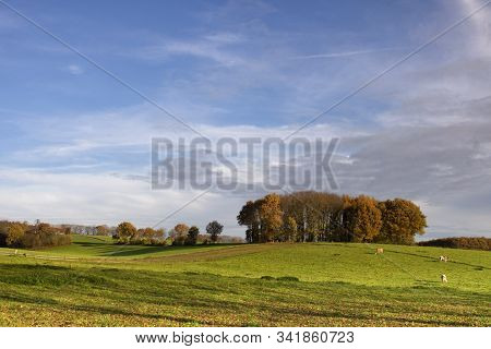 Hilly Landscape Near The Dutch Village Groesbeek With Some Cows On A Meadow In Front Of A Group Of T