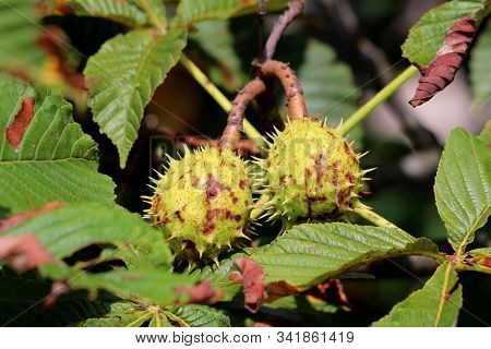 Chestnut Deciduous Tree Branch With Two Closed Light Green Spiny Cupules Called Burr Containing Stil