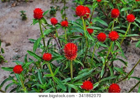 Pink Color Gomphrena Globosa .