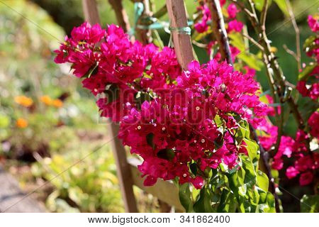 Closeup Of Bougainvillea Thorny Ornamental Hardy Vine Plant With Dense Colourful Pink Sepal Like Bra