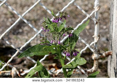 Common Comfrey Or Symphytum Officinale Or True Comfrey Or Quaker Comfrey Or Cultivated Comfrey Or Bo