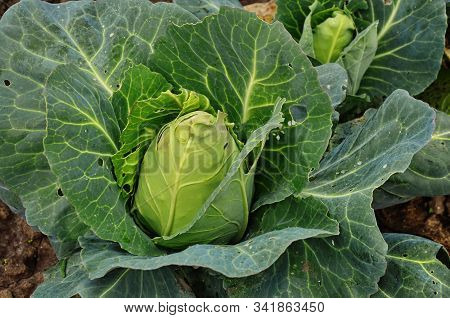 Cabbage - Brassica Oleracea L. Var. Capitata L.