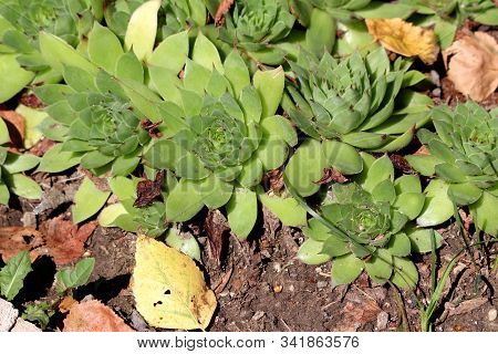 Common Houseleek Or Sempervivum Tectorum Rosette Forming Succulent Evergreen Perennial Plants With G