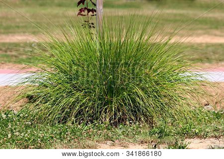 Densely Growing Bush Like Ornamental Grass Planted In Local Public Park Surrounded With Dry Soil And