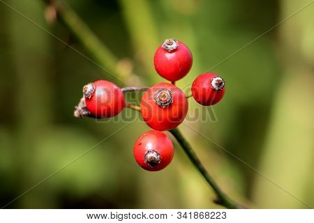 Five Rose Hip Or Rosehip Or Rose Haw Or Rose Hep Accessory Orange To Red Fruits Of Rose Plant Growin