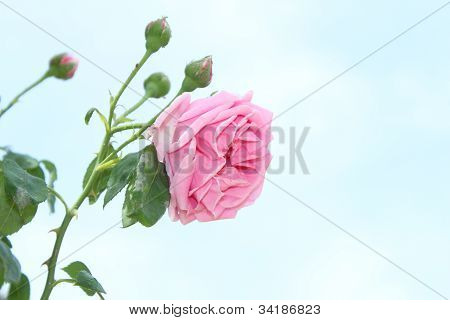 Pink Rose