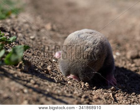 lesser mole rat ( nannospalax leucodon ) in natural habitat