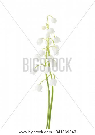 Two flowers of  Lily of the Valley isolated on white background.