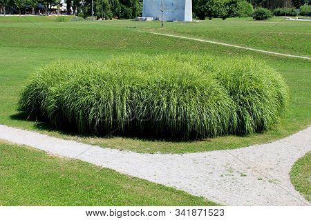Large Densely Growing Bush Like Ornamental Grass Planted In Local Public Park Surrounded With Freshl