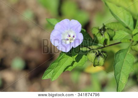 Nicandra Physalodes Or Apple Of Peru Or Shoo Fly Flowering Plant With Open Blooming Bell Shaped Pale
