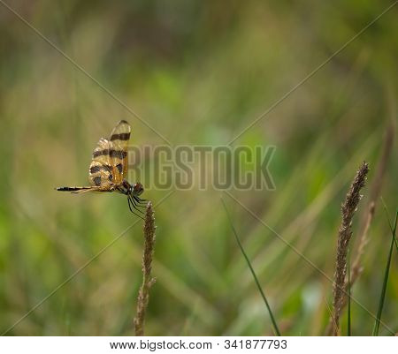 Halloween Pennant (celithemis Eponina) Dragonfly In Florida Keys