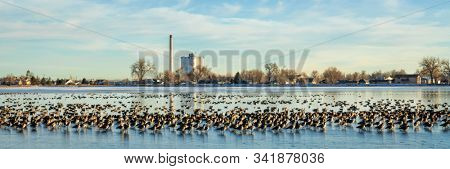 Canada Goose migration at partially frozen WIndsor Lake in northern Colorado