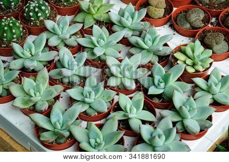 Echeveria Glaucous Dwarf From The Genus Of Succulent Plants.