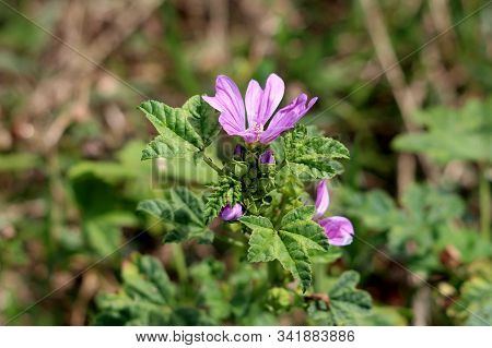 Side View Of Common Mallow Or Malva Sylvestris Or Cheeses Or High Mallow Or Tall Mallow Spreading He