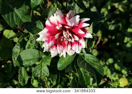 Single Dahlia Bushy Tuberous Herbaceous Perennial Plant With Large Composite Flower Head With Open B