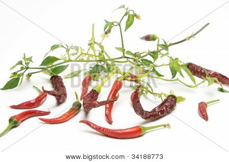 레드 핫 칠리 페퍼스