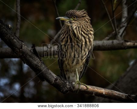 Black-crowned Night Heron Posing On A Tree Branch. This Bird Is Also Known In Argentina As Garza Bru