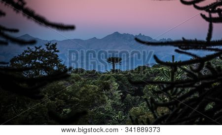 Sunset In An Araucanian Forest Or Forest Of ‘pehuenes’. In The Distance You Can See The Andes Mounta