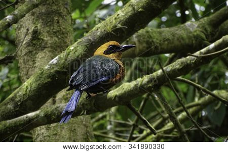 Rufous Motmot Posing On A Tree Branch. Blue, Black, Orange And Green Colored. Mindo, Ecuador