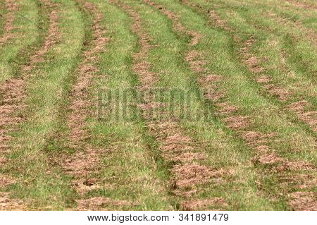 Wavy Lines Of Freshy Light Green Grass And Cut Down Dry Grass In Local Field Background Texture On W