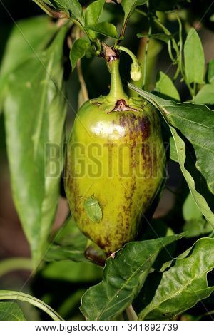Yellow Green Pepper With Dark Spots With Mottled Shieldbug Or Rhaphigaster Nebulosa Green Stink Bug 