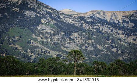 Forest Of Millennial Trees Known As Araucarias, (also Named As Pehuenes). Behind, A Mountain Can Be 