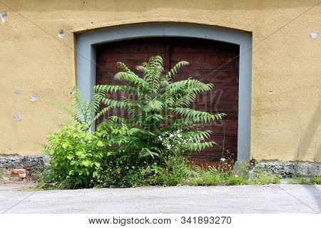 Staghorn Sumac Or Rhus Typhina Dioecious Deciduous Tree With Alternate Pinnately Compound Leaves Gro