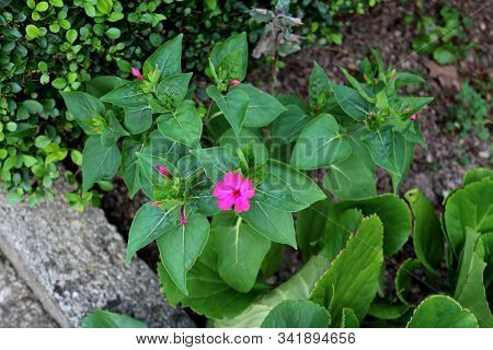 Top View Of Marvel Of Peru Or Mirabilis Jalapa Or Four Oclock Flower Or Beauty Of The Night Or Coat 