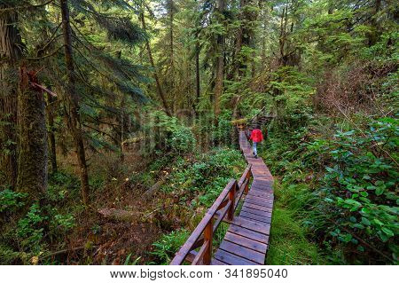 Woman Wearing A Red Coat Walking On A Wooden Path In A Wild Forest. Taken In Rainforest Trail, Near 