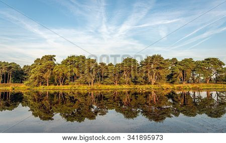 Row Of Trees Reflected In The Mirror Smooth Water Surface Of A Dutch Lake On A Windless Summer Day.