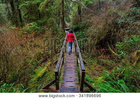 Woman Wearing A Red Coat Walking On A Wooden Path In A Wild Forest. Taken In Rainforest Trail, Near 