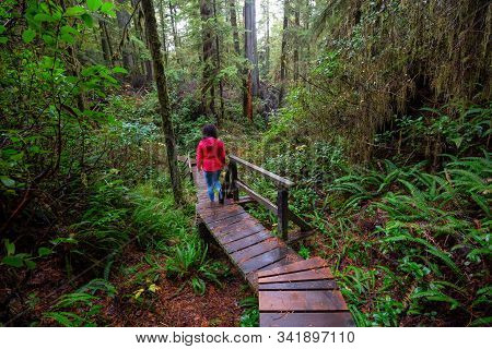 Woman Wearing A Red Coat Walking On A Wooden Path In A Wild Forest. Taken In Rainforest Trail, Near 