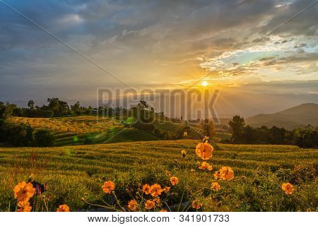 Beautiful Rice Terraces During Sunset In Pa Bong Piang, The Rural Village In Chiangmai, Thailand
