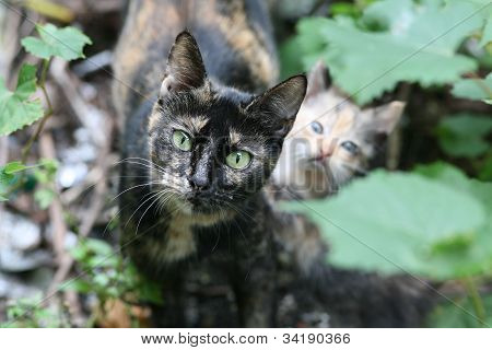 cat