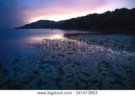 Crododile Shaped Mountain During Purple Sunset With Sea Rose Plants At Lake Itza, El Remate, Peten, 