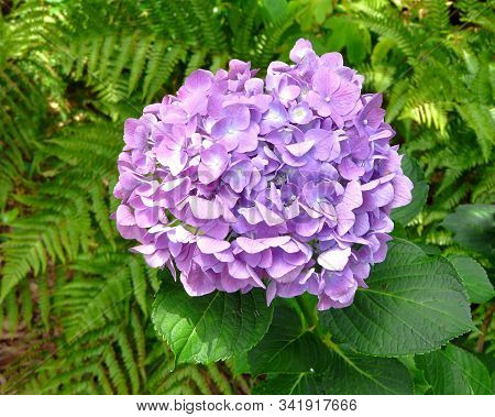 Closeup Of A Single Bloom On A Pink To Lavender Mophead Hydrangea, Surrounded By Its Lush Green Foli