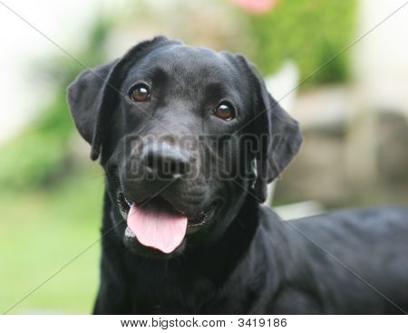 Svart hund