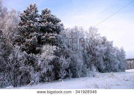 Winter Forest Have Dressed Up In Winter Coats. Snow Lies On Each Branch And Creates The Impression O