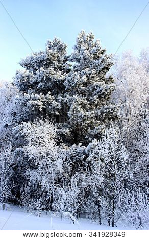 Winter Forest Have Dressed Up In Winter Coats. Snow Lies On Each Branch And Creates The Impression O