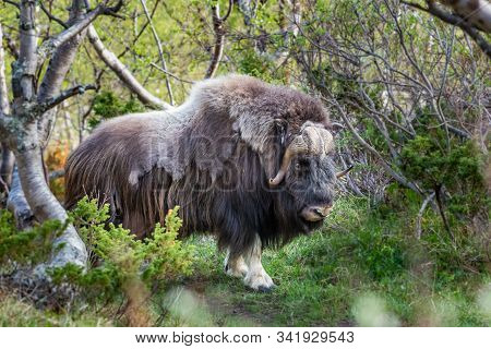 Portrait Of A Musk Ox (ovibos Moschatus) In Nature  Norway
