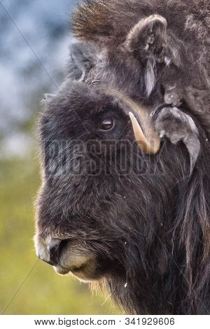 Portrait Of A Musk Ox (ovibos Moschatus) In Nature  Norway