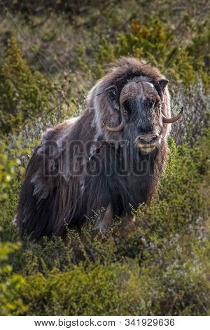 Portrait Of A Musk Ox (ovibos Moschatus) In Nature  Norway